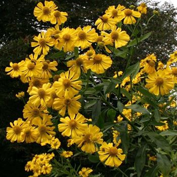 Helenium_Kanaria_HRM_Q2.jpg