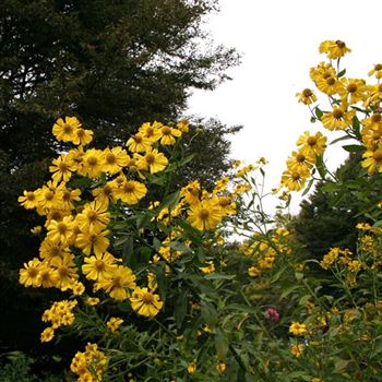 Helenium_Kanaria_HRM_Q3.jpg