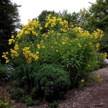 Helenium_Kanaria_HRM_Q4.jpg