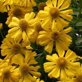 Helenium_Kanaria_HRM_Q1.jpg