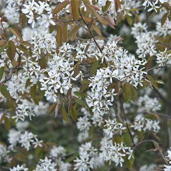 Amelanchier_lamarckii_2008_1649.jpg