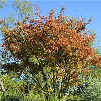 Amelanchier lamarckii 2007-7138.jpg