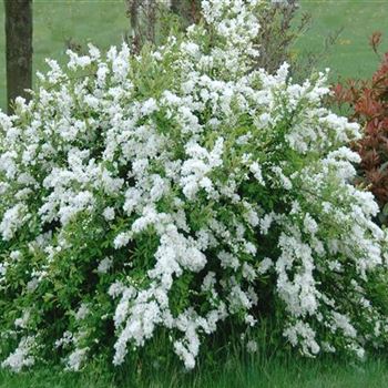 Exochorda_The_Bride_2010_2212.jpg