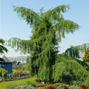 Larix_kaempferi_Pendula_2009_1383.jpg