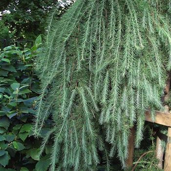 Larix_kaempferi_Pendula_2005_4088_b.jpg