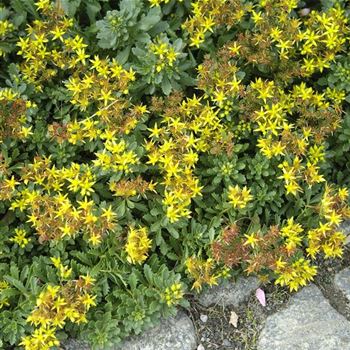 Sedum_floriferum_Weihenstephaner_Gold_HRM_Q2.jpg