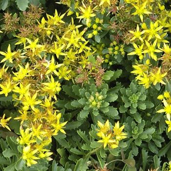 Sedum_floriferum_Weihenstephaner_Gold_HRM_Q1.jpg