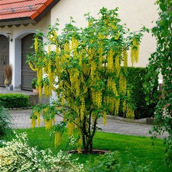 Laburnum_watereri_Vossii_2009_2427.jpg