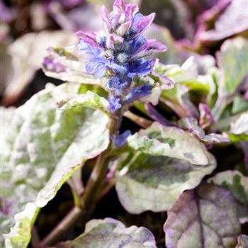 Ajuga reptans 'Burgundy Glow'