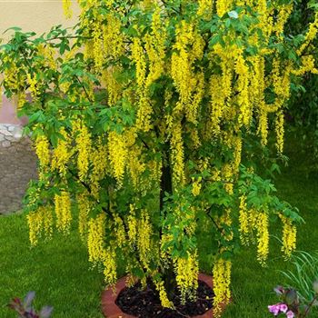 Laburnum_watereri_Vossii_2009_2434.jpg