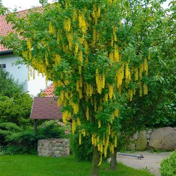 Laburnum_watereri_Vossii_2008_2877.jpg