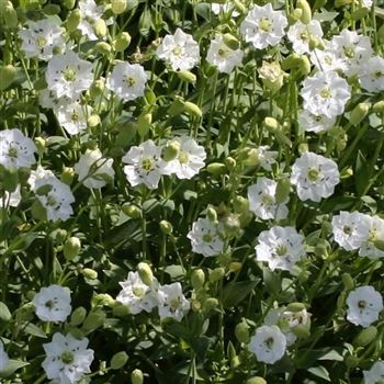 Silene_maritima_Weisskehlchen_HRM_Q2.jpg