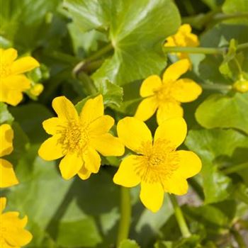 Caltha palustris