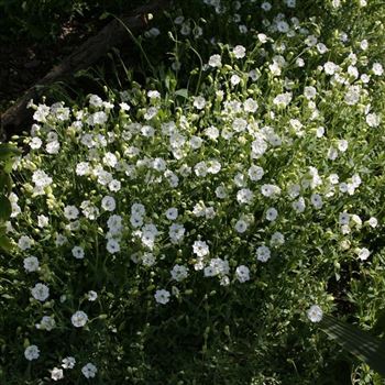 Silene_maritima_Weisskehlchen_HRM_Q3.jpg