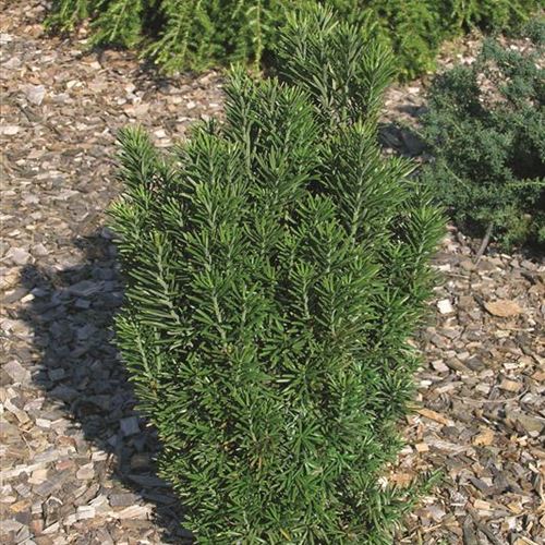 Cephalotaxus harringtonia 'Fastigiata'