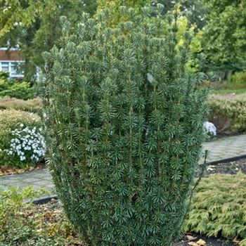 Cephalotaxus_harringtonia_Fastigiata_2008_8941.jpg