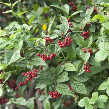 Cotoneaster_bullatus_2007_6925.jpg