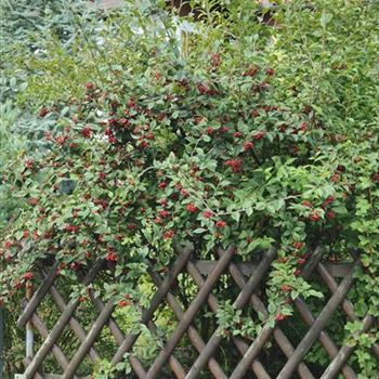 Cotoneaster_bullatus_2007_6928.jpg