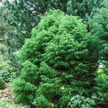 Cryptomeria_japonica_Elegans_Viridis_2010_8721_R3.jpg