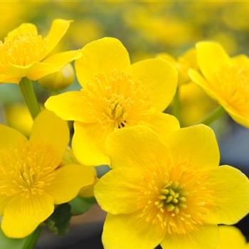 Caltha palustris