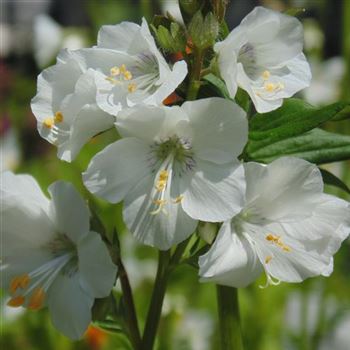 Polemonium_caeruleum_Album_WI_Q1.jpg