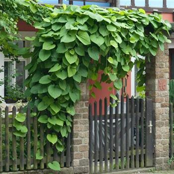 Aristolochia_macrophylla_2009_4065.jpg