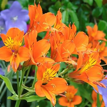 Alstroemeria_Orange_King_HRM_Q1.jpg