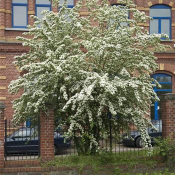 Crataegus_laevigata_2008_3382_b.jpg