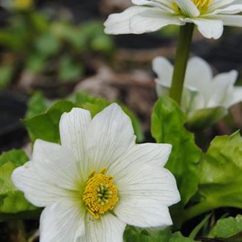 Caltha palustris var. alba