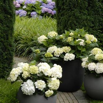 Hydrangea_Forever_White_R2.jpg