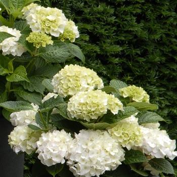 Hydrangea_Forever_White_Q1.jpg