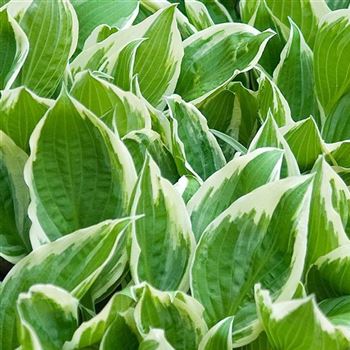 Hosta_crispula_HRM_Q1.jpg