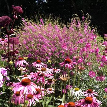 Echinacea_purpurea_GR_R2.jpg