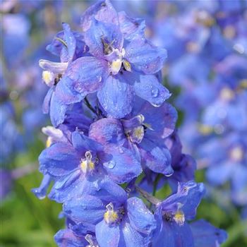 Delphinium_Piccolo_HRM_Q1.jpg