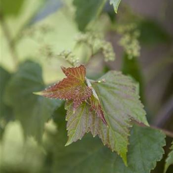 Ampelopsis brevipedunculata