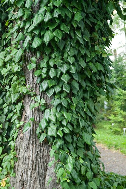 Hedera colchica von Bruns Pflanzen
