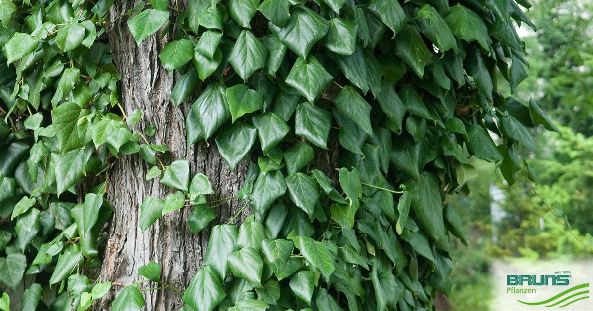 Hedera colchica von Bruns Pflanzen