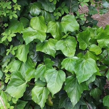 Hedera_colchica_2005_2775_b.jpg