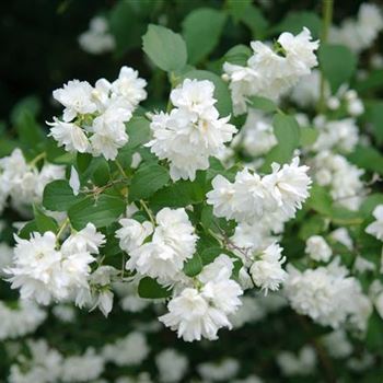 Philadelphus_virginalis_Schneesturm_2008_4116.jpg