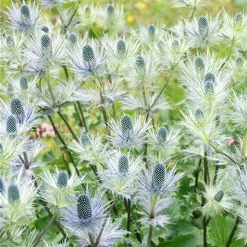 Eryngium_alpinum_HRM_Q2.jpg