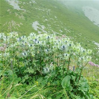 Eryngium_alpinum_HRM_Q4.jpg