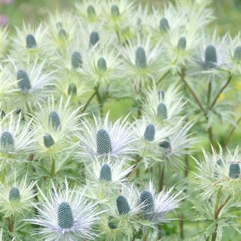 Eryngium_alpinum_HRM_Q3.jpg