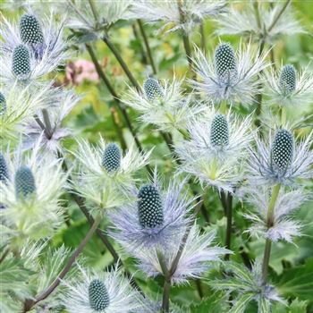 Eryngium_alpinum_HRM_Q1.jpg