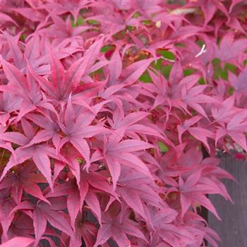 Acer_palmatum_Fireglow_2007_4385_q.jpg