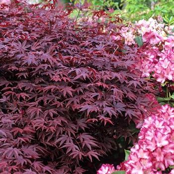 Acer_palmatum_Fireglow_2004_0356_b.jpg