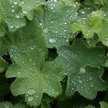 Alchemilla_mollis_WI_Q2.jpg