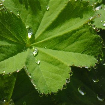 Alchemilla_mollis_WI_Q1.jpg