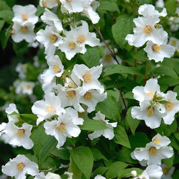 Philadelphus_Belle_Etiole_2006_2562_q.jpg