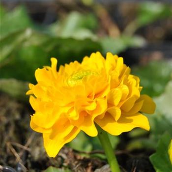 Caltha palustris 'Multiplex'