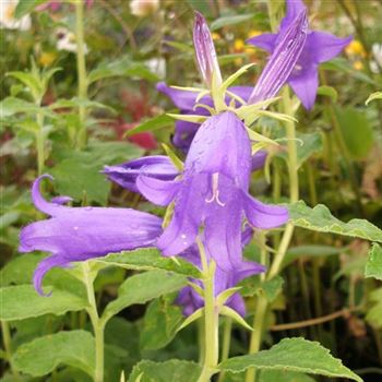 Campanula_latifolia_var_macrantha_WI_Q1.jpg